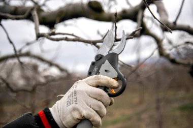 Farmer pruning apple tree in orchard with electric secateurs. clipart