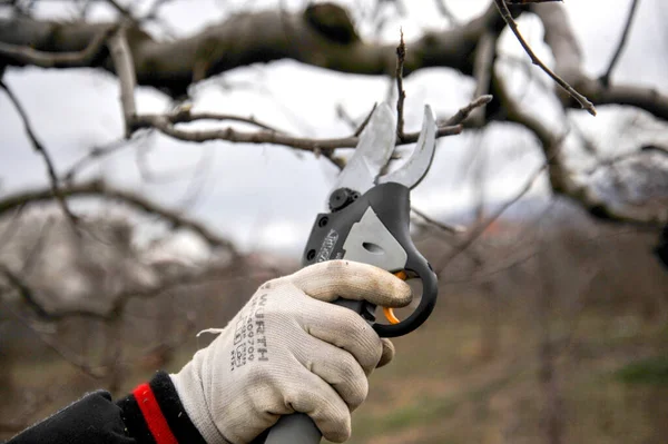 Farmer pruning apple tree in orchard with electric secateurs.