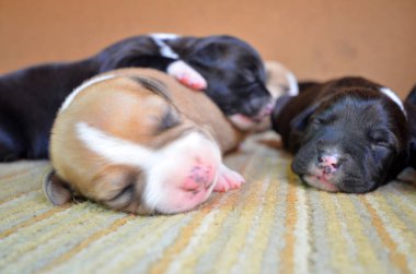 Tatlı amstaff köpek yavruları uyuyor.