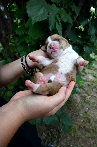 cute amstaff puppy in a hands of girl