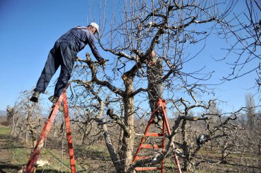 RESEN, MACEDONIA. 27 Şubat 2021 - Resen, Prespa, Makedonya 'daki meyve bahçesinde elma ağacı buduyorlar. Prespa, Makedonya 'da yüksek kaliteli elma üretiminde iyi bilinen bir bölge