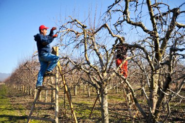 RESEN, MACEDONIA. 27 Şubat 2021 - Resen, Prespa, Makedonya 'daki meyve bahçesinde elma ağacı buduyorlar. Prespa, Makedonya 'da yüksek kaliteli elma üretiminde iyi bilinen bir bölge