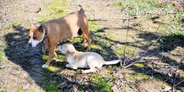 İki köpek inzivaya çekildi ve çayırlarda çalışanlar oyun oynuyor.