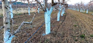 Mart ayında elma bahçesinde küfle savaşmak için Bordeaux karışımı kullanıldı. Bordeaux karışımına organik tarımda izin veriliyor ve bitkilerdeki küflere ve diğer hastalıklara karşı koruyor.