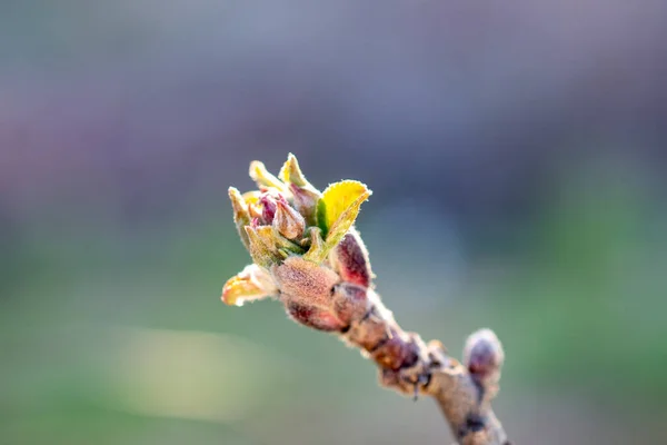 Bourgeon Fleurs Sur Pommier Gros Plan — Photo