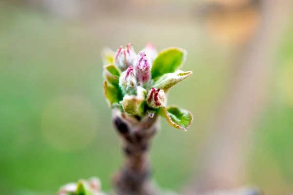 苹果树上盛开的嫩芽 — 图库照片