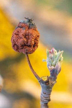 Çiçek açan tomurcuk ve küçük çürük yaprak elma ağacındaki hasatta unutuldu. Yeni yaşam konsepti imajı.