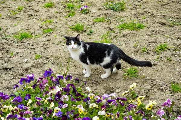 Porträt Einer Hauskatze Hinterhof Mit Stiefmütterchen — Stockfoto