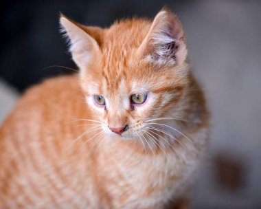 Bodrumdaki küçük kedi yavrusu. Tekir kedi bebek, melez evcil hayvan.