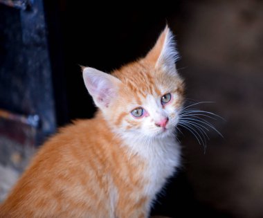 Bodrumdaki küçük kedi yavrusu. Tekir kedi bebek, melez evcil hayvan.