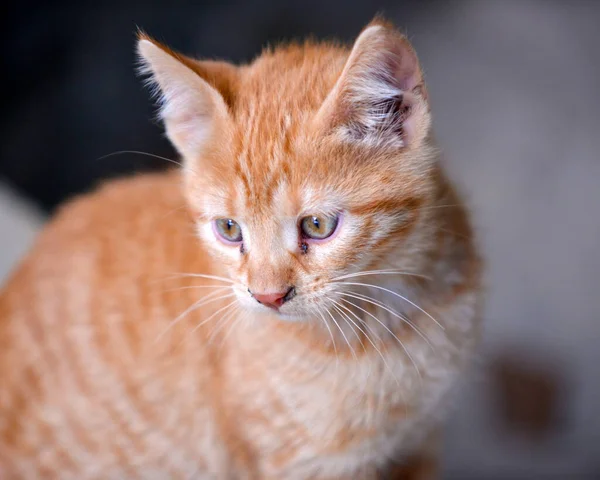 Bodrumdaki küçük kedi yavrusu. Tekir kedi bebek, melez evcil hayvan.