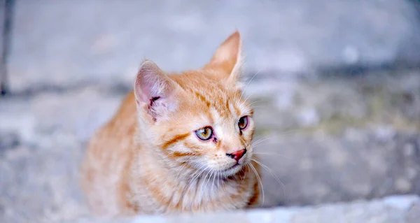 Little Kitten Basement Tabby Cat Baby Mixed Breed Pet — Stock Photo, Image