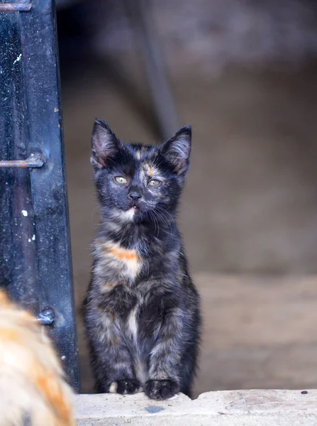 Petit Chaton Dans Sous Sol Tabby Bébé Chat Animal Compagnie — Photo