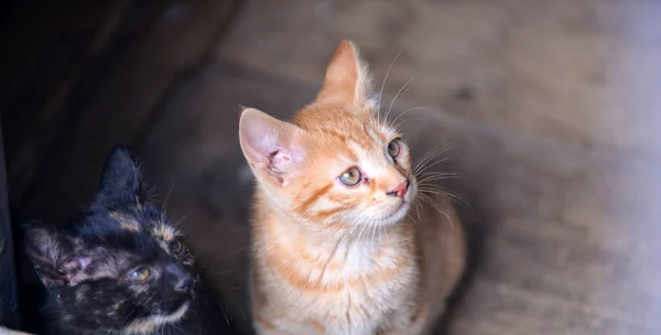Little Kitten Basement Tabby Cat Baby Mixed Breed Pet — Stock Photo, Image