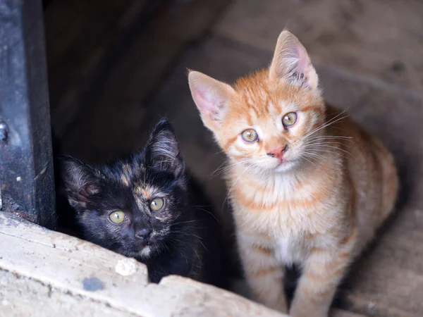 Little Kitten Basement Tabby Cat Baby Mixed Breed Pet — Stock Photo, Image