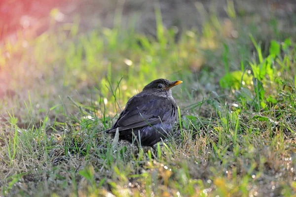 Common Blackbird Grass Image — Stock Photo, Image