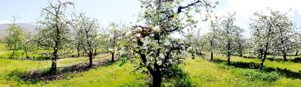 Apple Tree Clothed Blossoms Panorama Image — Stock Photo, Image