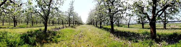 Apple Tree Clothed Blossoms Panorama Image — Stock Photo, Image