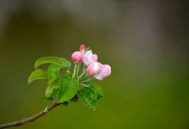Meyve bahçesindeki ağaçta elma çiçekleri.