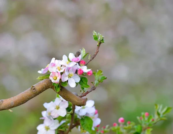 apple blossoms on the tree in orchard.