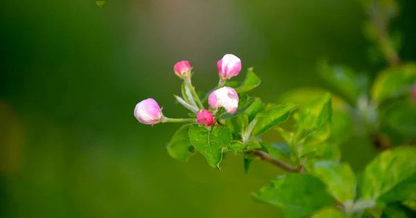 Apple Blossoms Tree Orchard — Stock Photo, Image