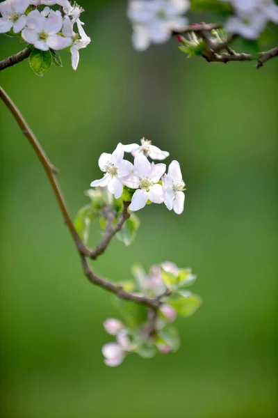 Les Pommiers Fleurissent Sur Arbre Dans Verger — Photo