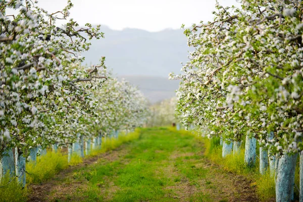 Kwiaty Jabłoni Drzewie Sadzie — Zdjęcie stockowe