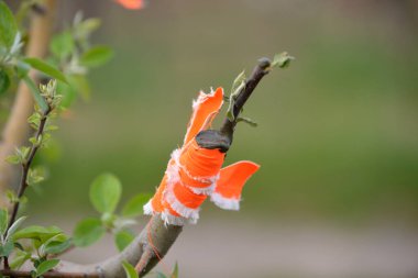 Elma ağacı nakli..