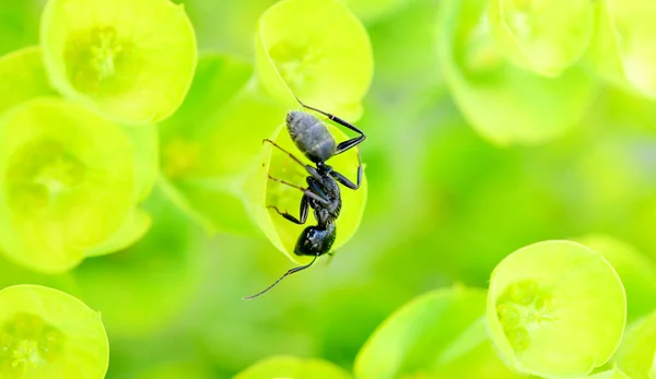Virágzó Zöld Spurge Tavasszal Euphorbia Esula Hangya — Stock Fotó