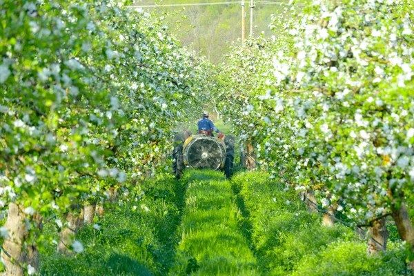 トラクターは 開花リンゴの果樹園で殺虫剤を噴霧 — ストック写真