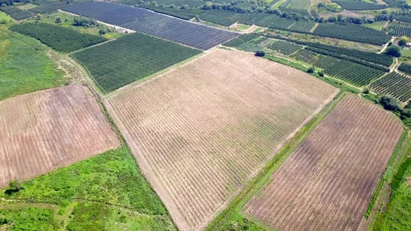 Vista Del Dron Los Huertos Manzana Imagen Primavera — Foto de Stock