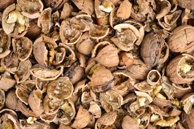 Kırık ceviz ve fındık kabuğu arkaplan görüntüsü