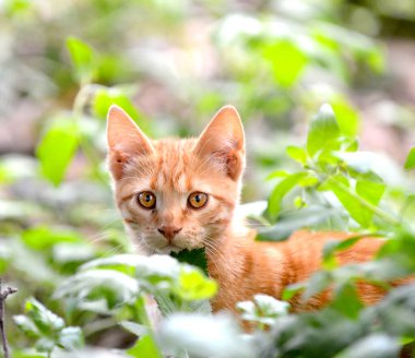 Açık havada çekilmiş kedi yavrusu resmi..