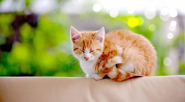 Imagem Gatinho Gato Bonito Retratado Livre — Fotografia de Stock