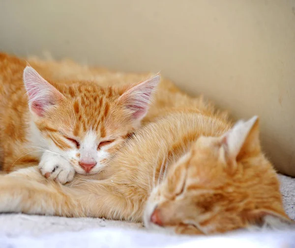 Bild Von Niedlichen Katzenkätzchen Freien — Stockfoto