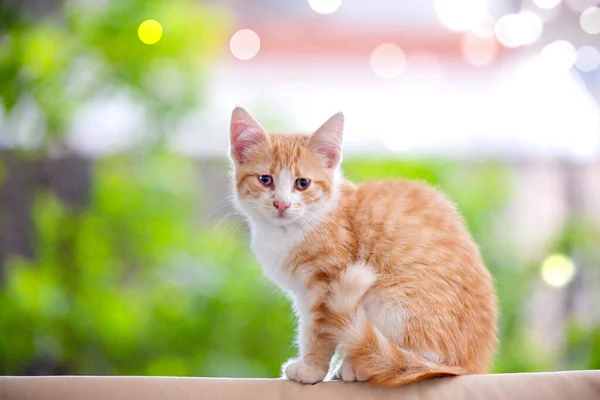 Зображення Милого Котячого Кошеня Зображеного Відкритому Повітрі — стокове фото