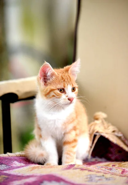 Bild Von Niedlichen Katzenkätzchen Freien — Stockfoto