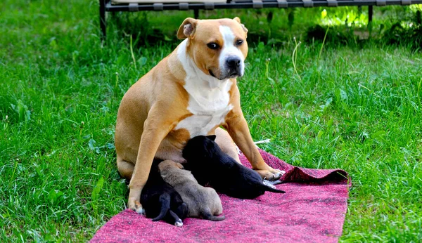 American Staffordshire Terrier Dog Breastfeeding Puppies Image — Stock Photo, Image