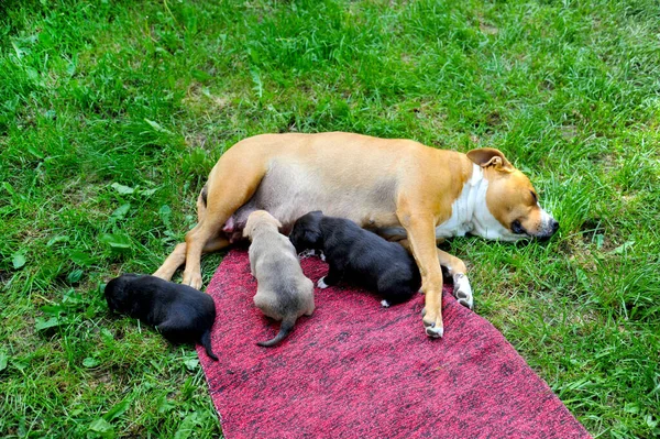 American Staffordshire Terrier Dog Breastfeeding Puppies Image — Stock Photo, Image