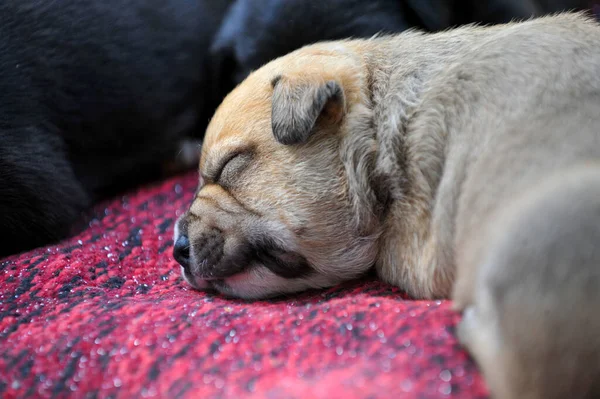 小さなかわいい混合品種子犬犬の睡眠 — ストック写真