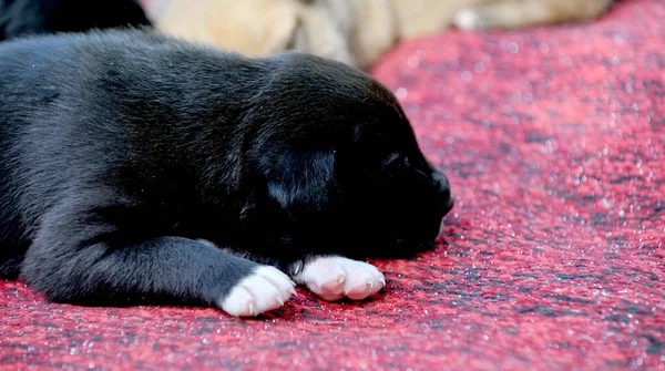 可愛い混合種の子犬犬寝てる — ストック写真