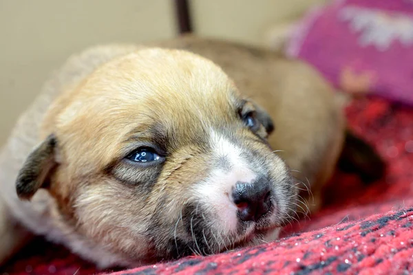 Kleine Schattige Gemengde Ras Puppy Hond — Stockfoto