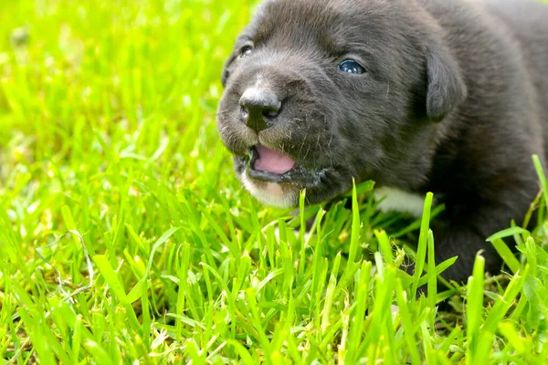 小さなかわいい混合品種子犬犬上の草 — ストック写真