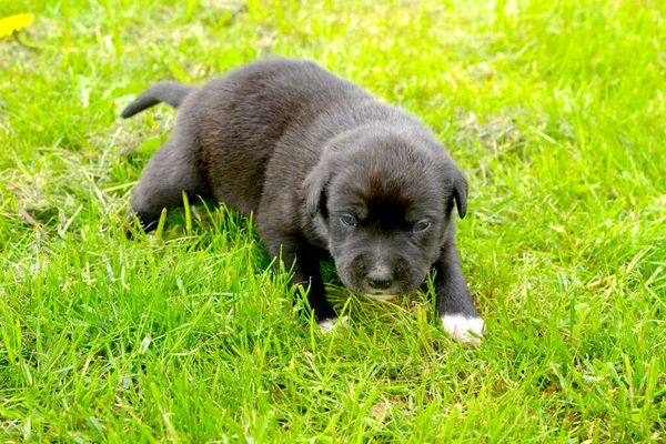 Small Cute Mixed Breed Puppy Dog Grass — Fotografia de Stock