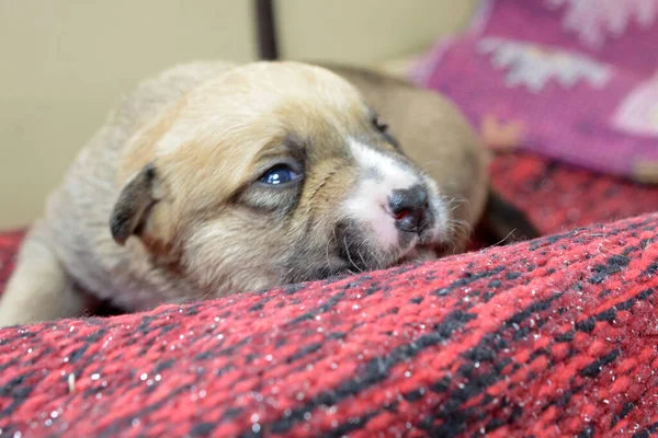 Kleine Schattige Gemengde Ras Puppy Hond — Stockfoto