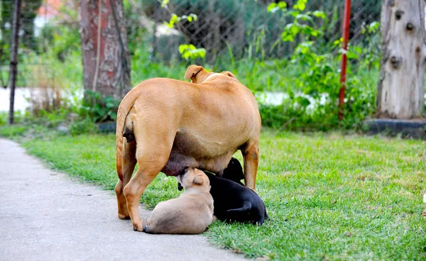 American Staffordshire Dog Füttert Ihre Welpen — Stockfoto