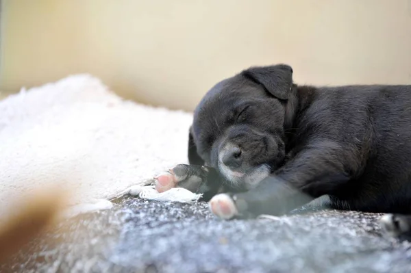 Strong Healthy Mixed Breed Puppy Sleeping Image — Stock Photo, Image