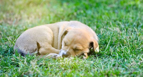 草のイメージの上で寝ている強い健康な混合品種の子犬 — ストック写真