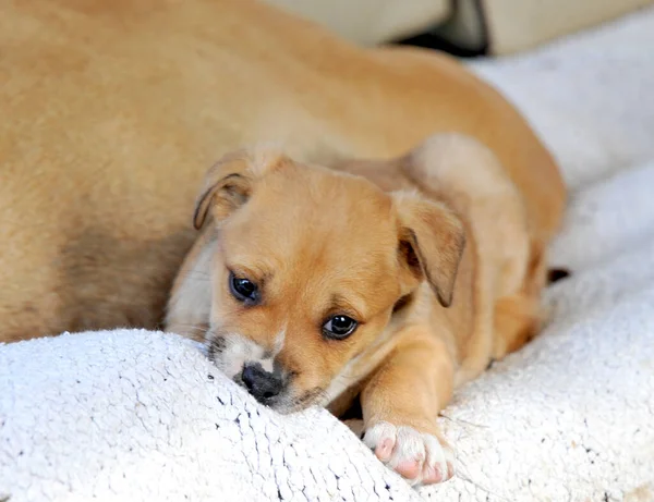 かわいいミックス子犬敷設上の白いシーツ上にヒューマンベッド — ストック写真
