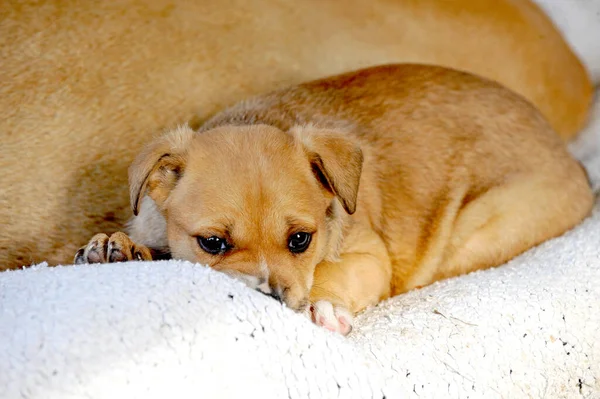 Schattige Mix Puppy Leggen Witte Lakens Menselijk Bed — Stockfoto